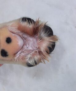 POMATA WINTERPAD Paw Cream - Image 5