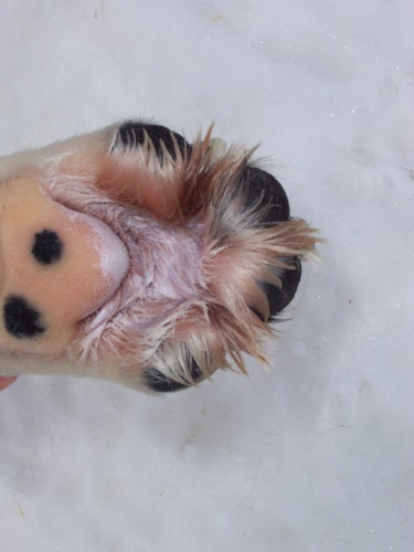 POMATA WINTERPAD Paw Cream - Image 5