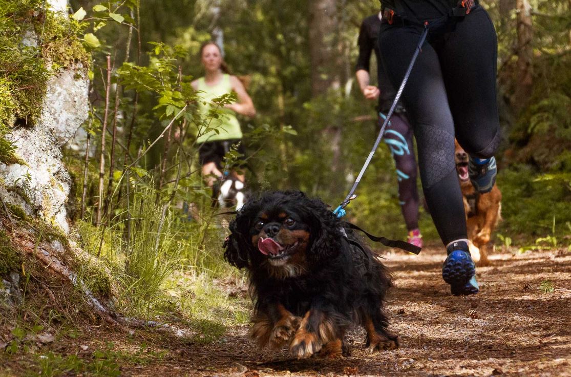 Non-stop Dogwear Canicross-sæt, Small - Image 8