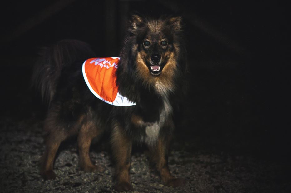 Non-stop Dogwear Reflection Blanket - Image 4