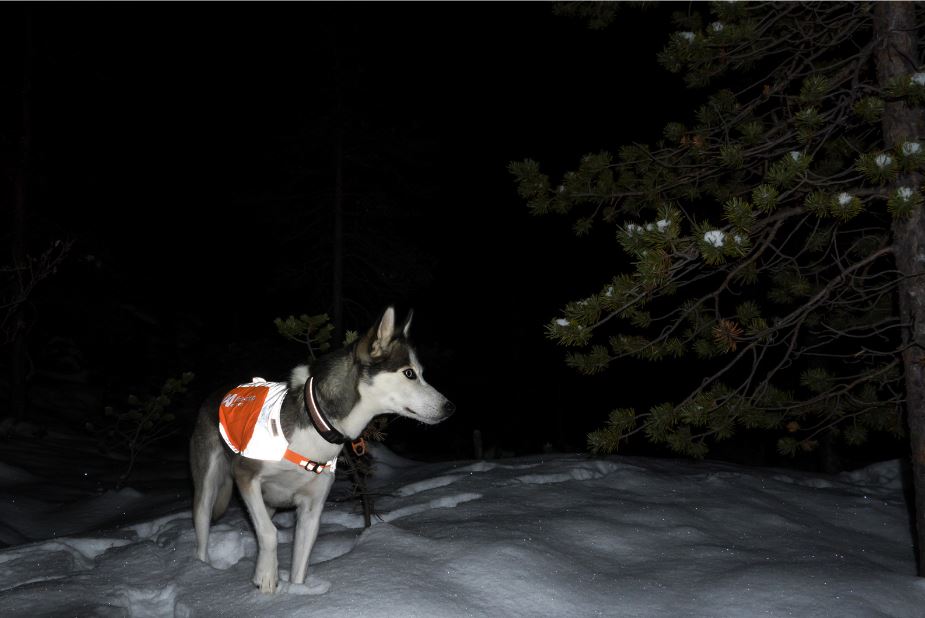 Non-stop Dogwear Reflection Blanket - Image 5