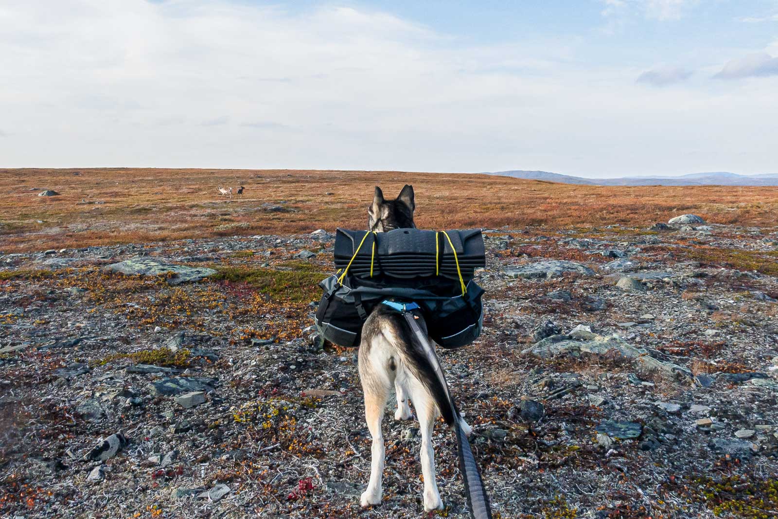 Non-stop Dogwear Touring Bungee - Image 12