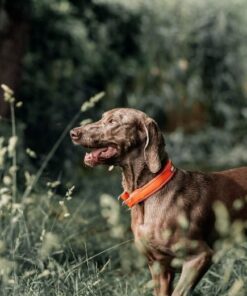 Alternative view of Non-stop Dogwear Safe Collar