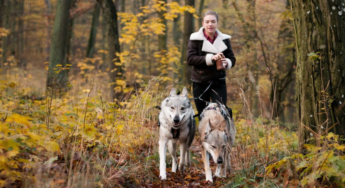 Non-Stop Dogwear Touring Double - 2 hunde - Image 12