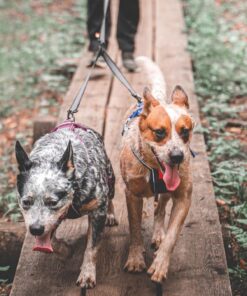 Non-Stop Dogwear Touring Double - 2 hunde - Image 10