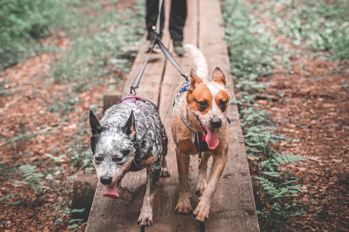 Non-Stop Dogwear Touring Double - 2 hunde - Image 10