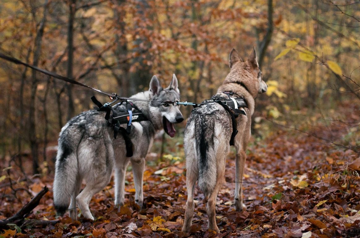 Non-Stop Dogwear Touring Double - 2 hunde - Image 11