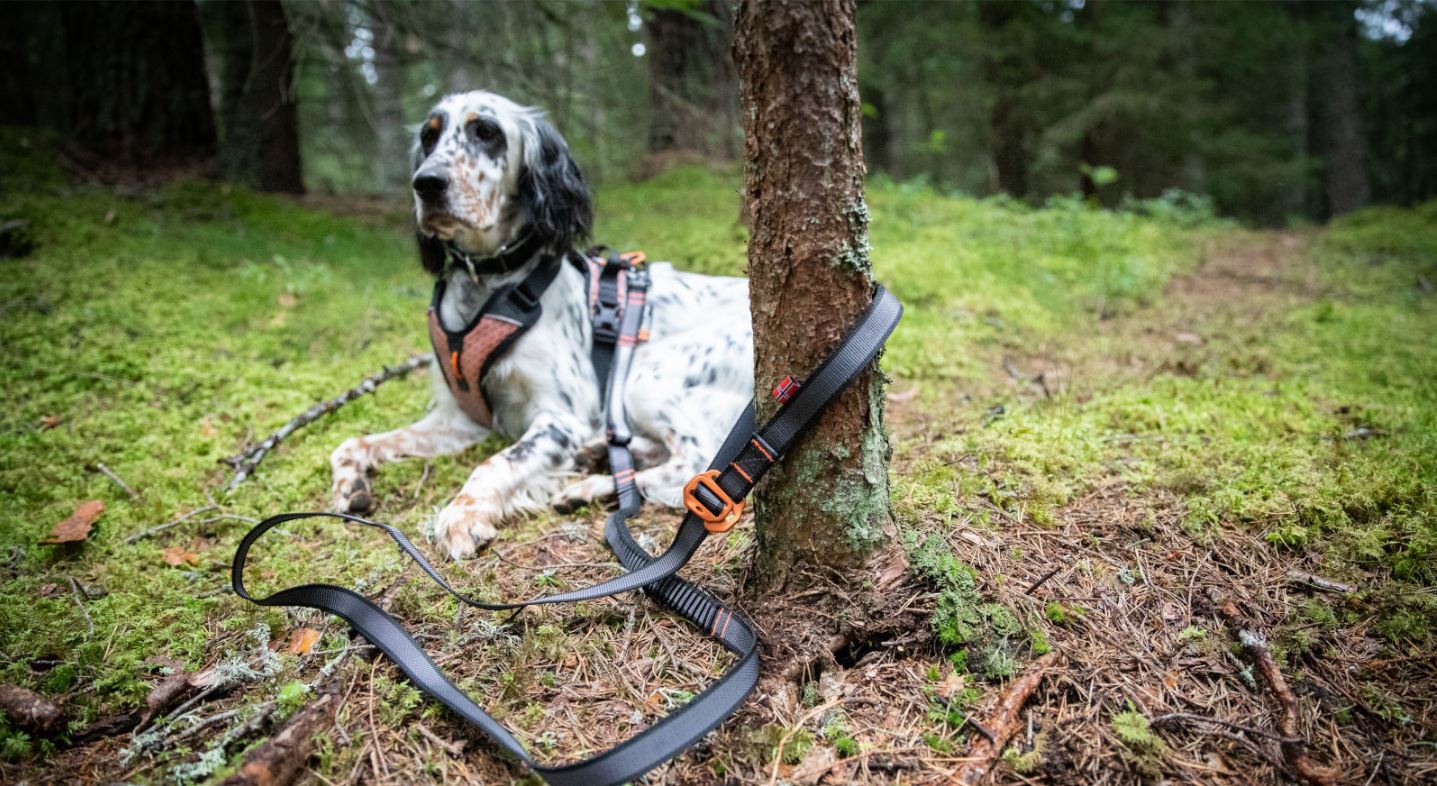 Non-stop Dogwear Touring Bungee Adjustable - Image 3
