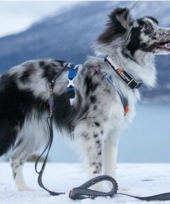 Non-stop Dogwear Touring Bungee Adjustable - Image 9