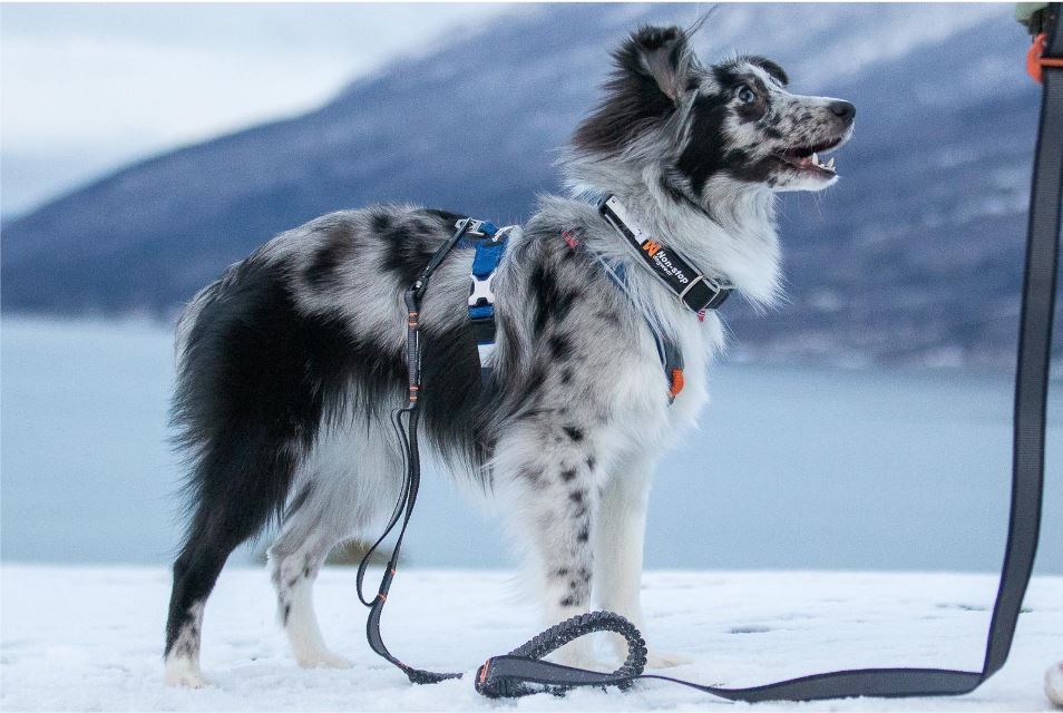 Non-stop Dogwear Touring Bungee Adjustable - Image 9