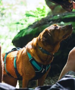 Ruffwear Flagline Harness - Image 10