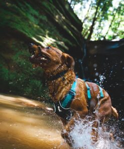Ruffwear Flagline Harness - Image 12
