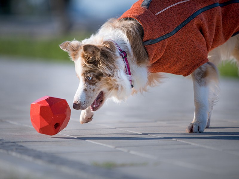 Ruffwear Gnawt-a-Rock - Image 11