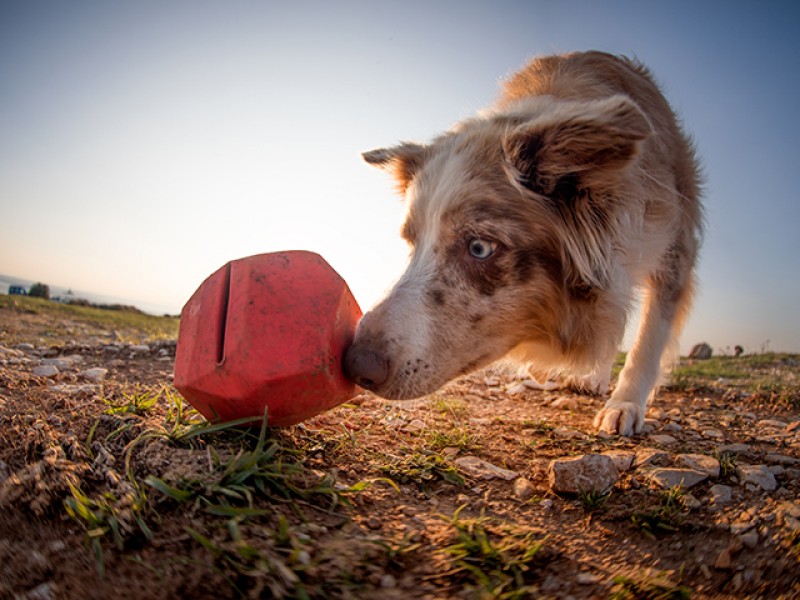 Ruffwear Gnawt-a-Rock - Image 10