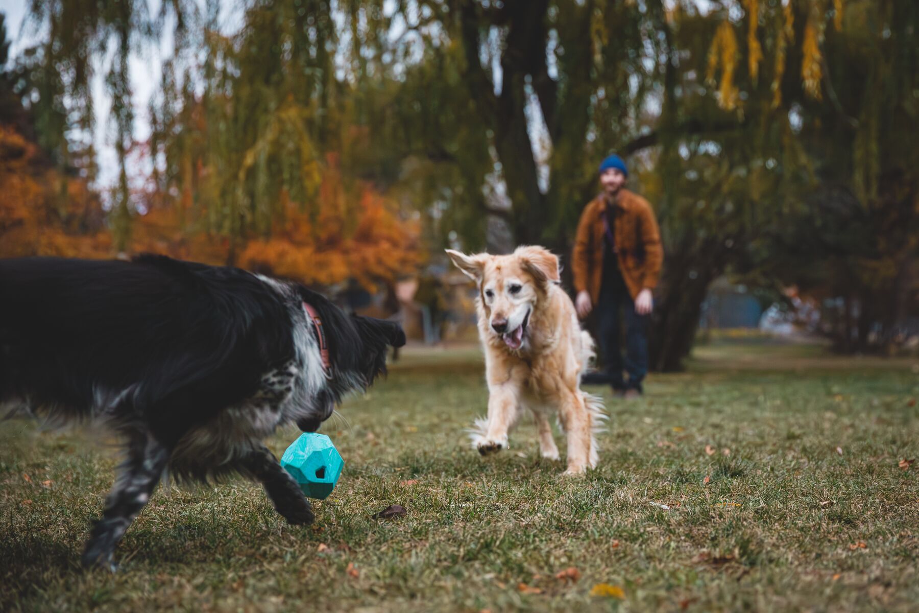 Ruffwear Gnawt-a-Rock - Image 8