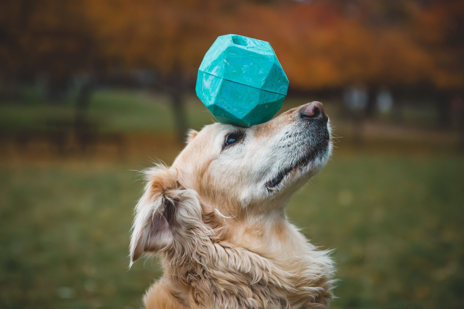 Ruffwear Gnawt-a-Rock - Image 7