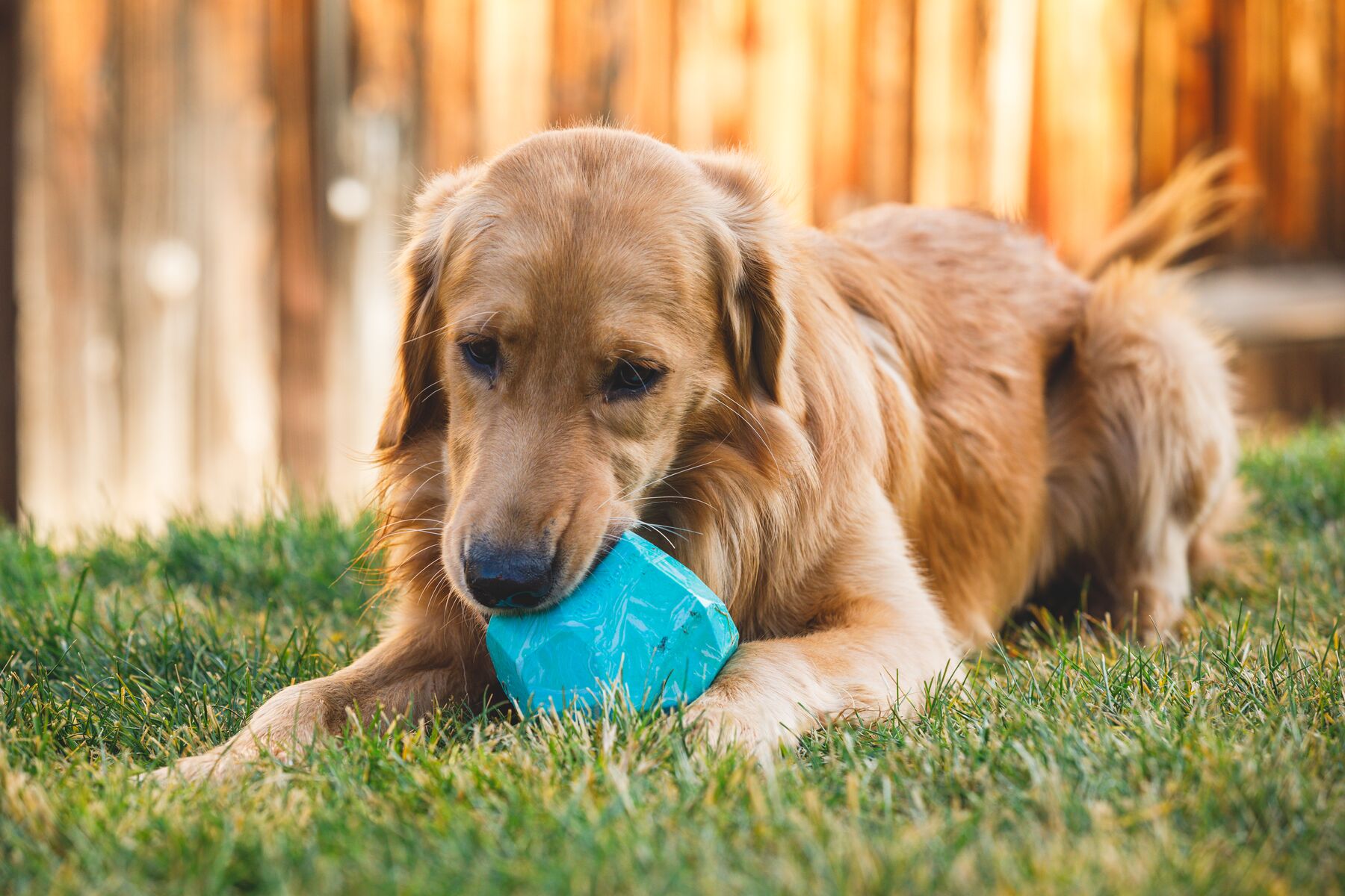 Ruffwear Gnawt-a-Rock - Image 6