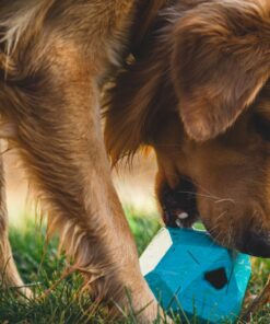 Ruffwear Gnawt-a-Rock - Image 5