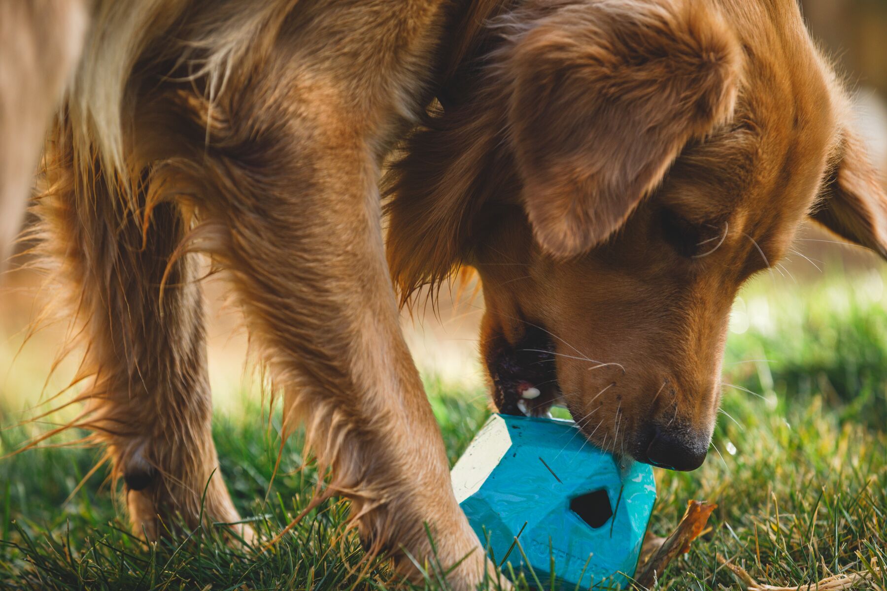 Ruffwear Gnawt-a-Rock - Image 5