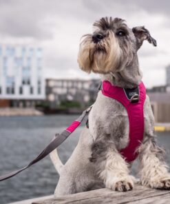 DOG Copenhagen Comfort Walk Pro™ Sele - Image 4