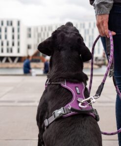 DOG Copenhagen Comfort Walk Pro™ Sele - Image 3