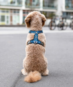 DOG Copenhagen Comfort Walk Air™ Sele - Image 15