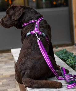 DOG Copenhagen Comfort Walk Air™ Sele - Image 17