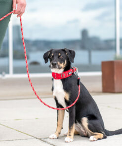 DOG Copenhagen Urban Explorer™ Halsbånd - Image 5