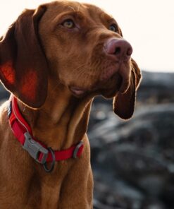 Alternative view of Hurtta Weekend Warrior ECO Collar