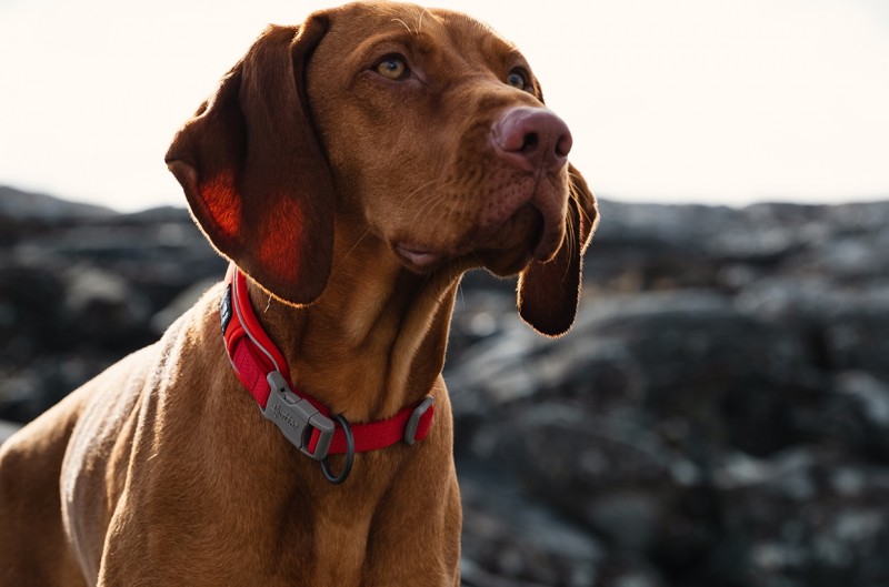 Hurtta Weekend Warrior ECO Collar - Image 2
