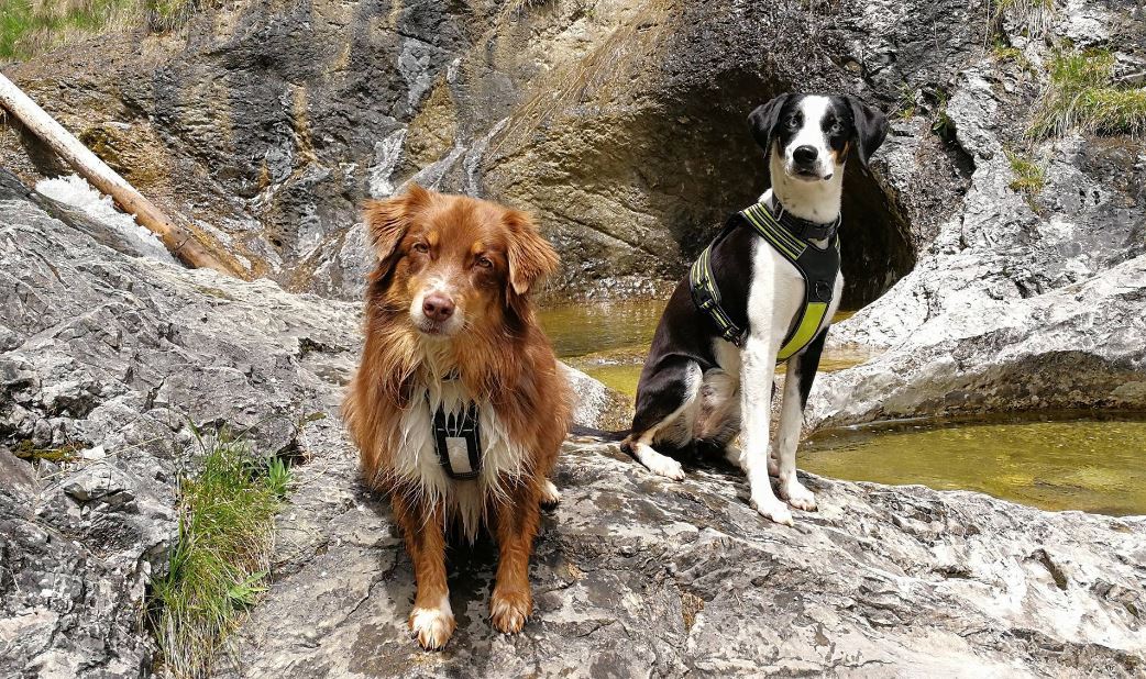 Axaeco Harness 4 Season Power - Image 8