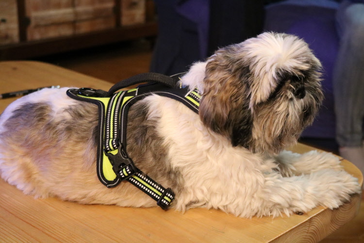 Axaeco Harness 4 Season Power - Image 12