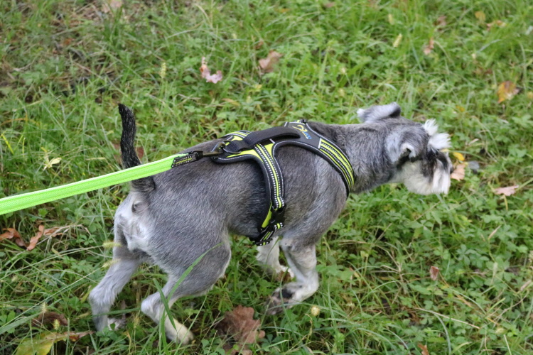 Axaeco Harness 4 Season Power - Image 13
