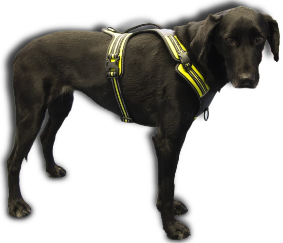 Axaeco Harness 4 Season Power - Image 14
