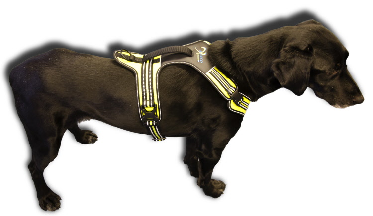 Axaeco Harness 4 Season Power - Image 15
