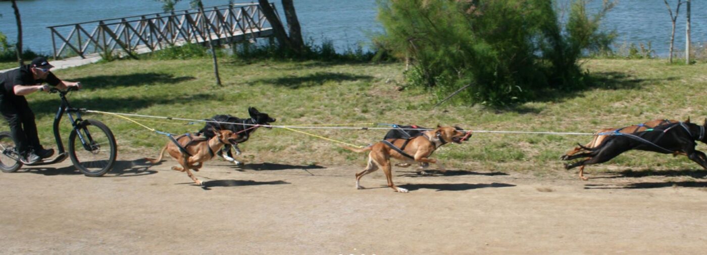 træksele til hund