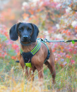 Axaeco 4 Season Bungee Cord - Image 3