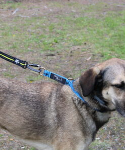 Axaeco 4 Season Bungee Cord - Image 5