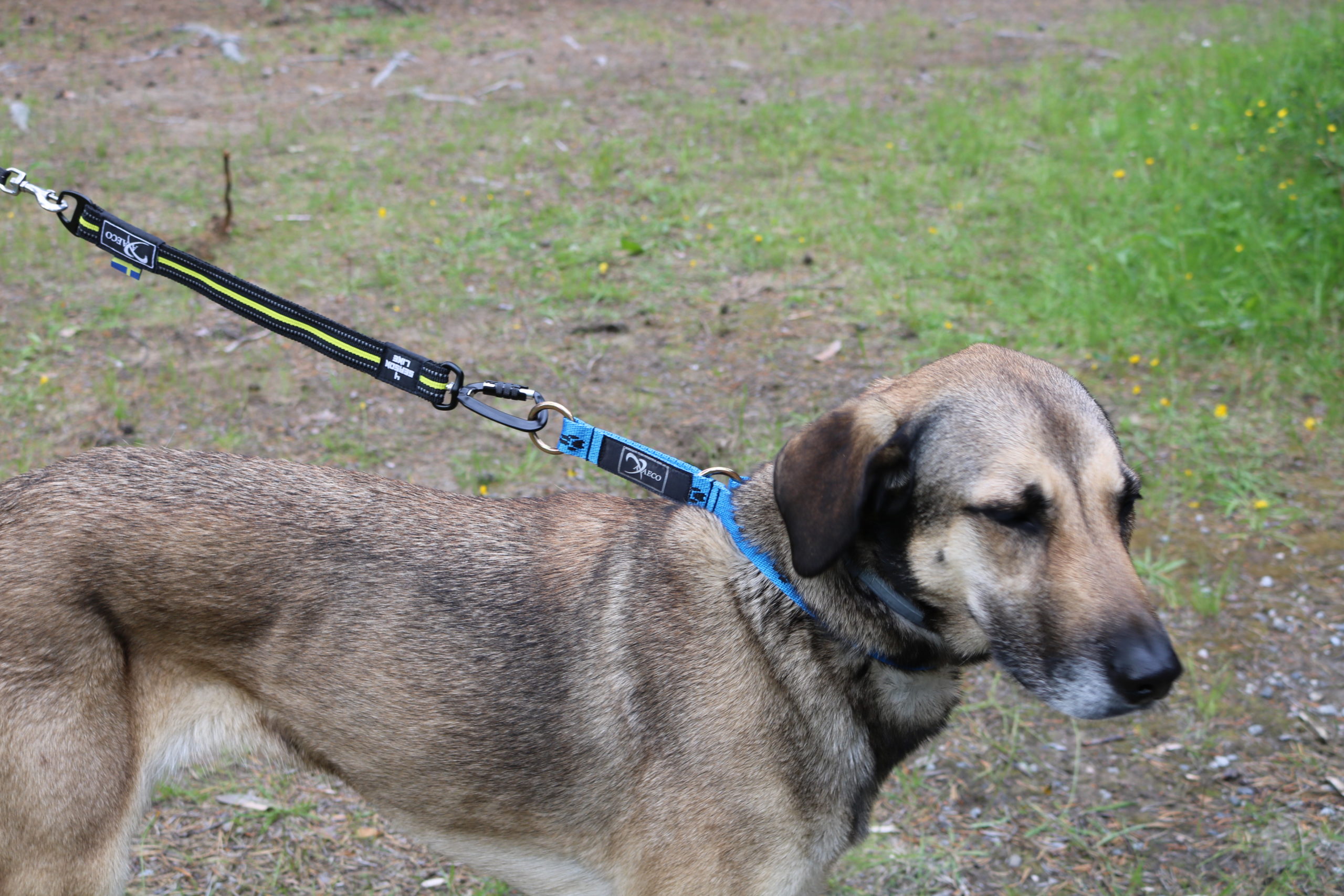 Axaeco 4 Season Bungee Cord - Image 5