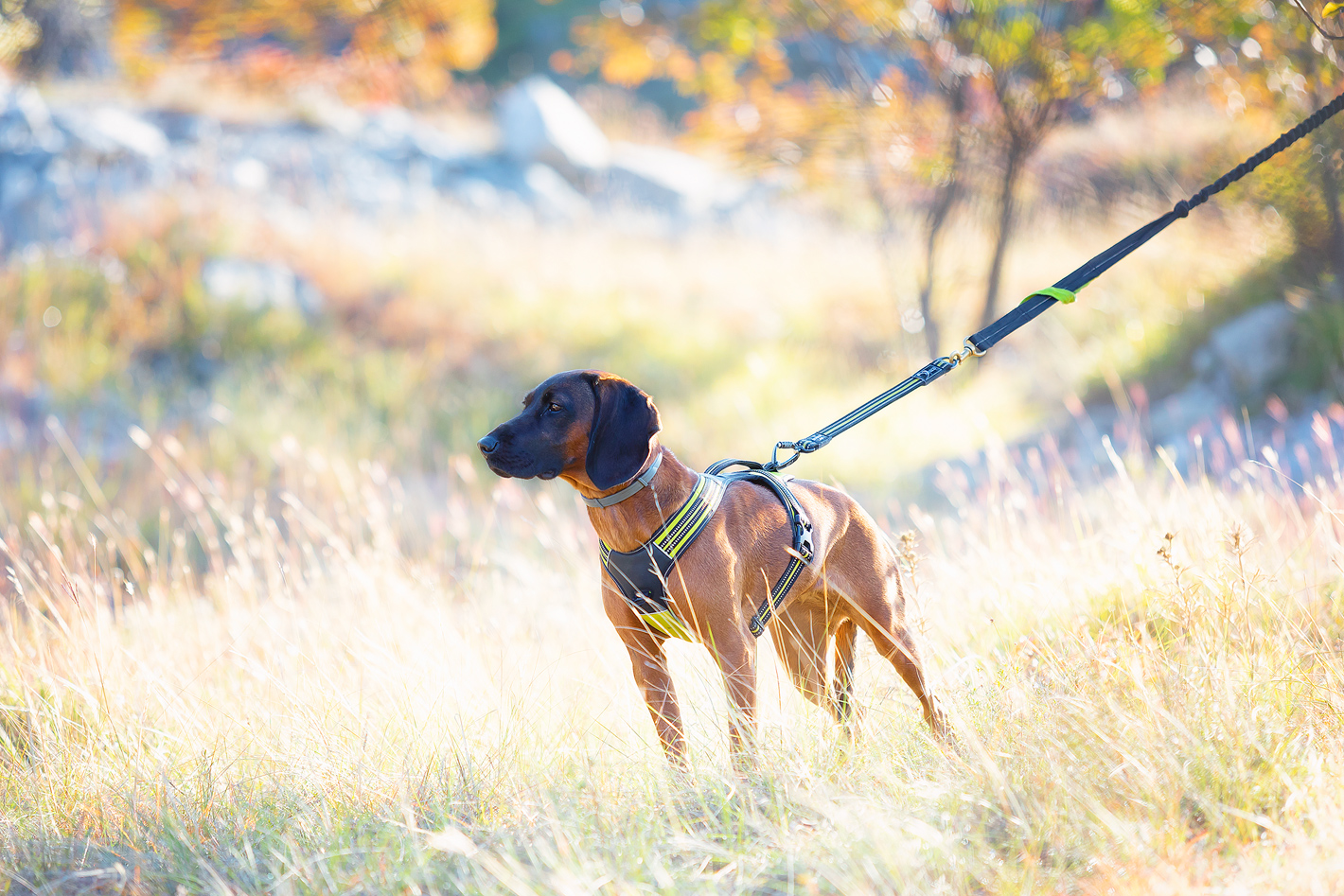 Axaeco 4 Season Bungee Cord - Image 2