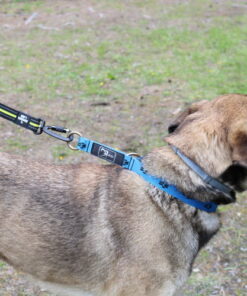 Axaeco 4 Season Bungee Cord - Image 4