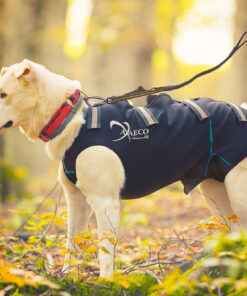 Axaeco 4 Season Elastic Leash - Image 3