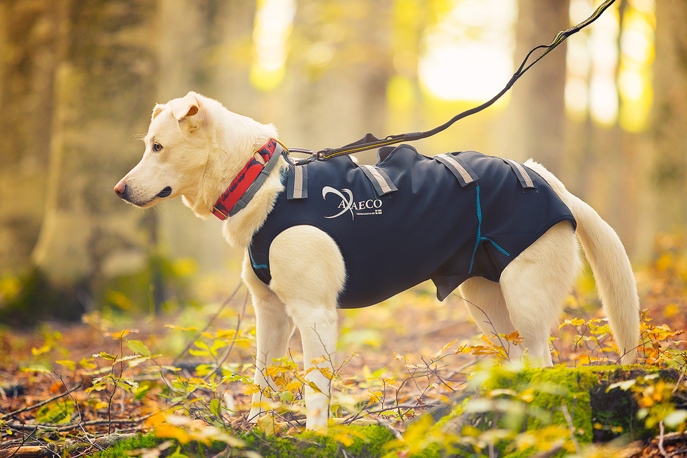 Axaeco 4 Season Elastic Leash - Image 3