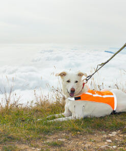 Axaeco 4 Season Elastic Leash - Image 4