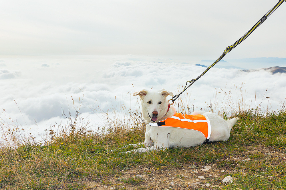 Axaeco 4 Season Elastic Leash - Image 4
