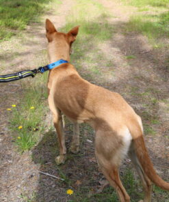 Axaeco 4 Season Elastic Leash - Image 5