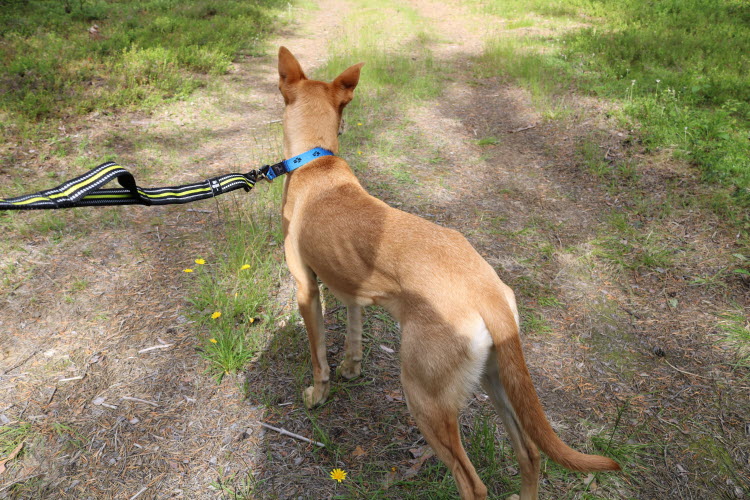 Axaeco 4 Season Elastic Leash - Image 5