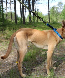 Axaeco 4 Season Elastic Leash - Image 6