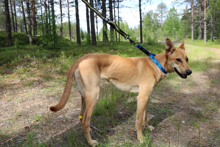 Axaeco 4 Season Elastic Leash - Image 6