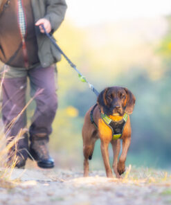 Axaeco Jogging Leash - Image 6